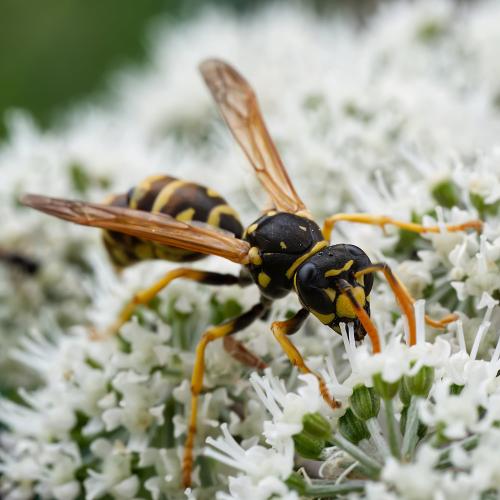 Polistes dominula