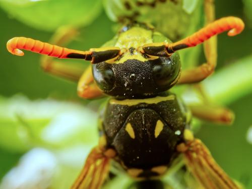 Polistes dominula