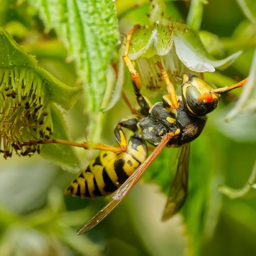Polistes dominula