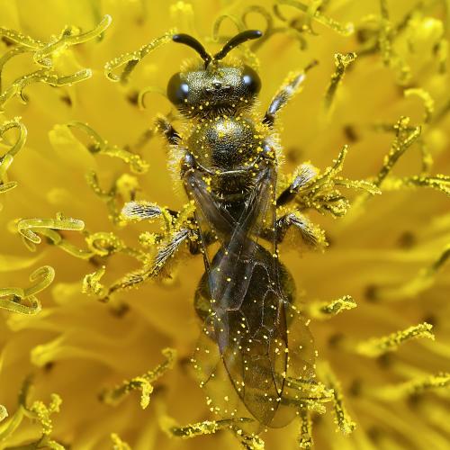 Réf. 319 018 : Lasioglossum sp.