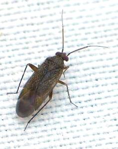 Phoenicocoris obscurellus