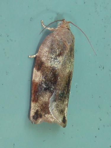 Réf. 319 300 : Archips xylosteana