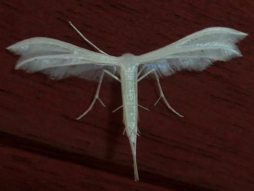 Réf. 319 301 : Pterophorus pentadactyla