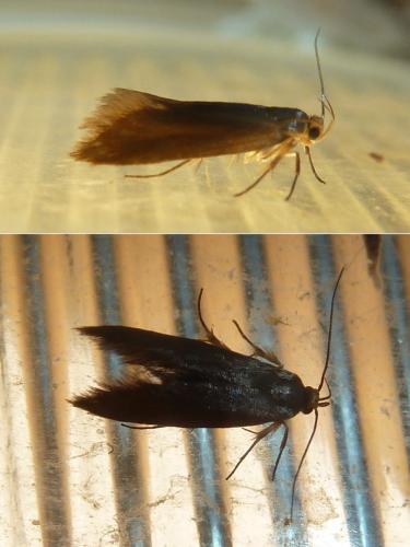 Crassa unitella