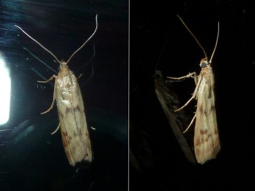 Réf. 319 372 : Homoeosoma sinuella