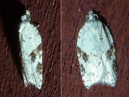 Acleris sp.
