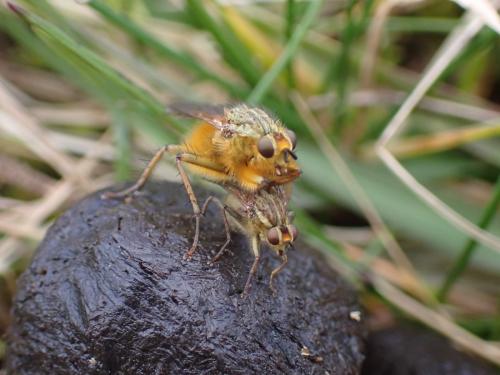 Scathophaga stercoraria