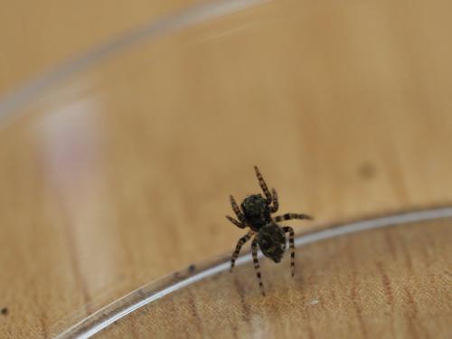 Pseudeuophrys erratica