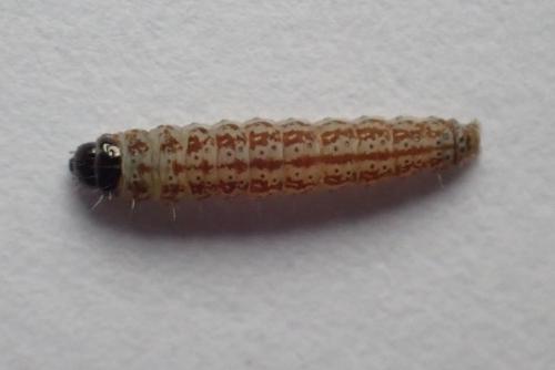 Caryocolum tricolorella