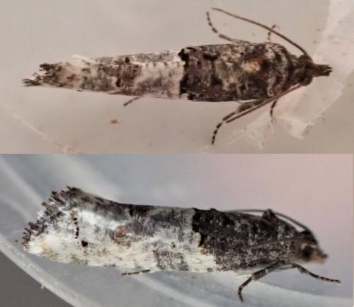 Réf. 319 573 : Phaneta pauperana