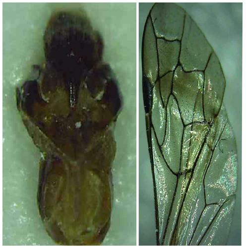 Réf. 319 309 : Krombeinella thoracica