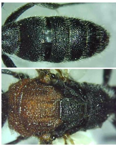 Krombeinella thoracica