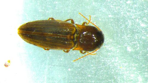 Agriotes lineatus