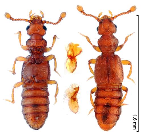 Euplectus signatus