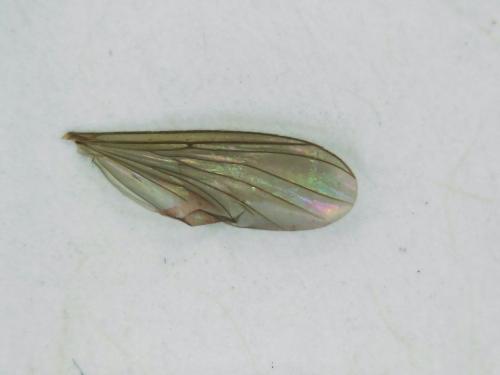 Rymosia fasciata