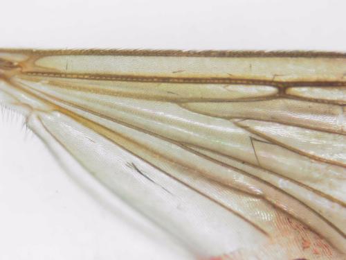 Rymosia fasciata
