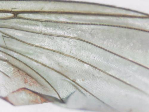 Rymosia fasciata