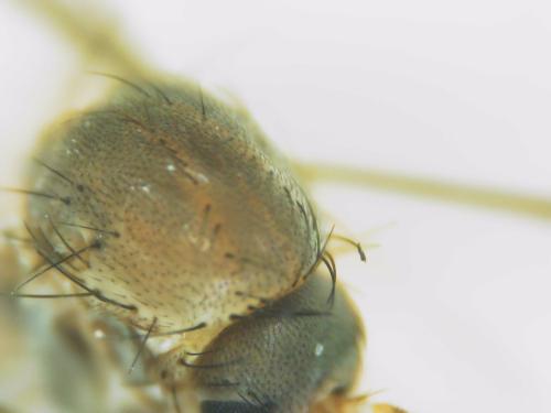 Rymosia fasciata