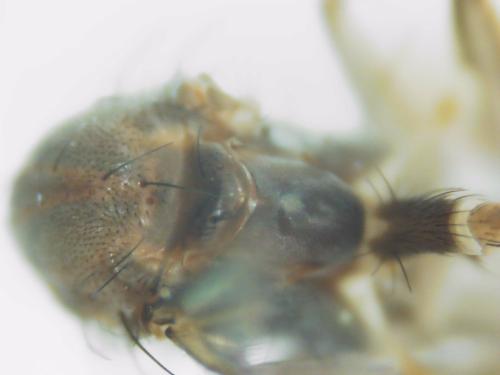Rymosia fasciata