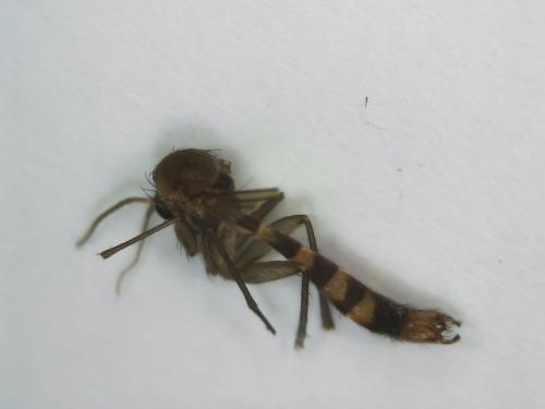 Rymosia fasciata