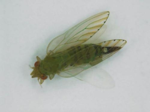 Spanioneura fonscolombii