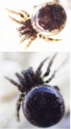 Sardinidion blackwalli