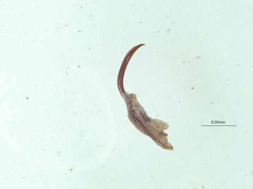 Réf. 319 529 : Sitophilus sp.