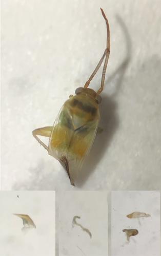 Réf. 319 104 : Tuponia arcufera