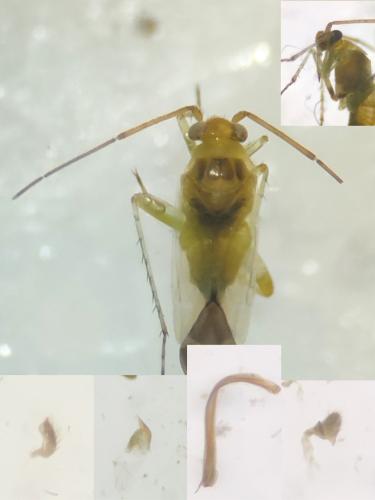 Tuponia brevirostris