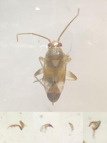 Tuponia tamarisci