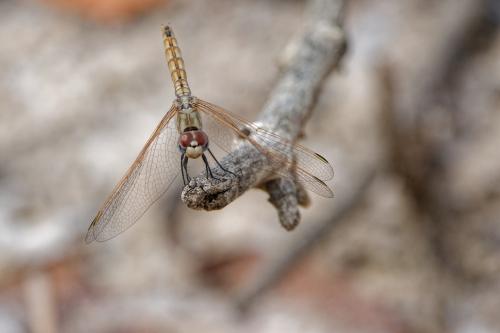 Trithemis annulata