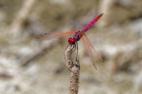 Trithemis annulata