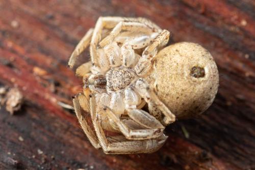 Xysticus sp.