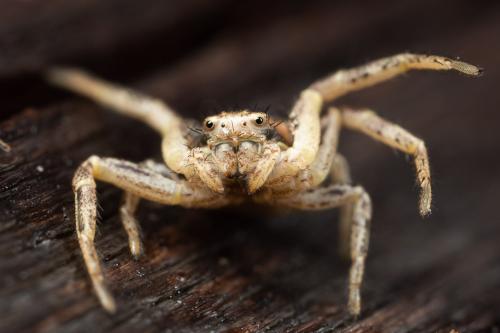 Xysticus sp.