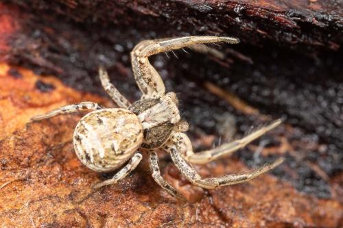 Réf. 319 521 : Xysticus sp.