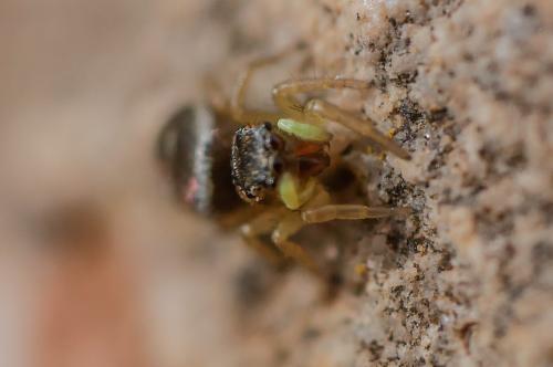 Heliophanus tribulosus