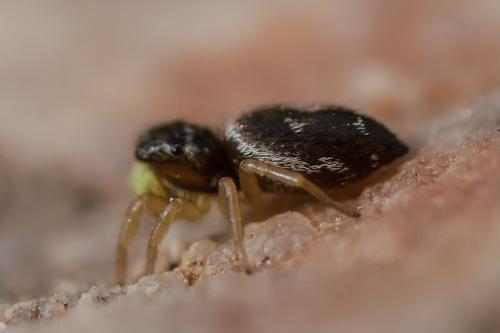 Heliophanus tribulosus