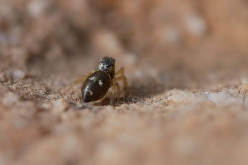 Heliophanus tribulosus