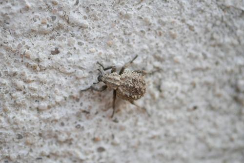 Brachycerus muricatus
