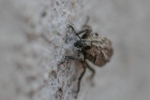 Brachycerus muricatus