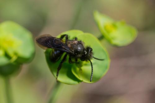 Andrena sp.
