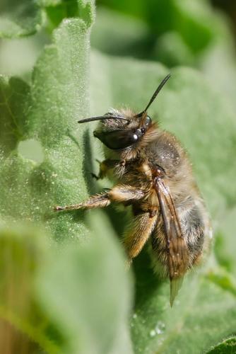 Réf. 319 284 : Anthophora plumipes