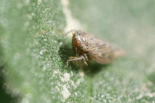 Réf. 319 283 : Deltocephalinae inconnu