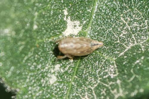Réf. 319 282 : Deltocephalinae inconnu