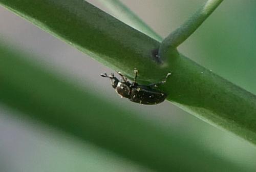 Meligethinae