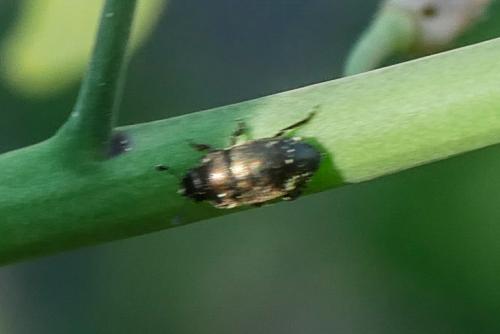 Meligethinae