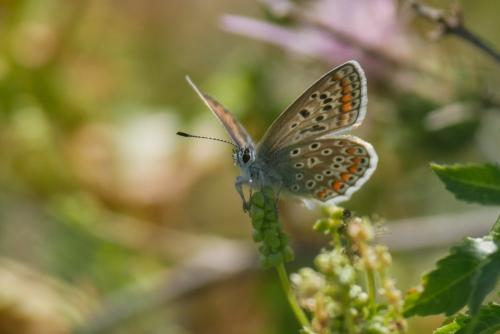 Réf. 319 559 : Polyommatus icarus