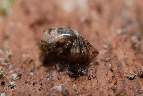 Enoplognatha sp.