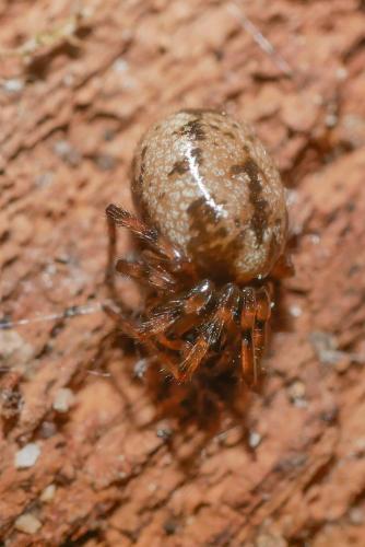 Réf. 319 740 : Enoplognatha sp.