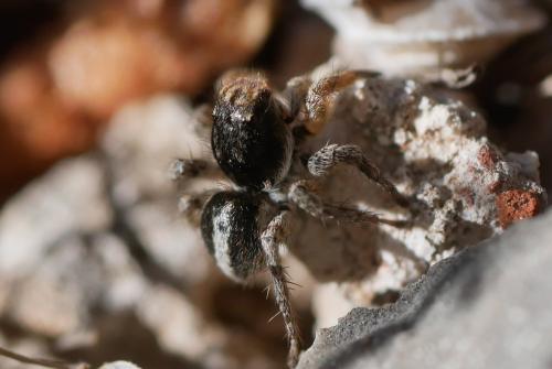 Aelurillus v-insignitus
